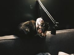 -美联众合动物医院(·中兽医·疑难杂症·严家桥分院)