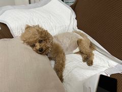 -关爱动物医院·心脏·中兽医·异宠(金牛路分院)