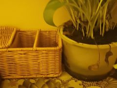 -金色莲花泰式按摩SPA(石牌店)