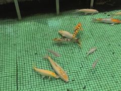 -金河半岛园林酒家(金融城店)