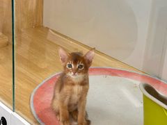 -青奢宠物·青奢猫舍