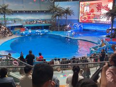 -海合安成都极地海洋公园