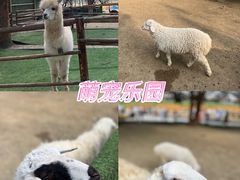 -秀丽东方