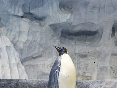 -海合安武汉极地海洋公园
