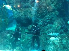 -暹罗海洋世界