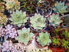 -秦美花卉(天朗·莱茵小城2期店)