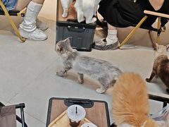 -Heymao猫咖.咖啡厅(东门店)