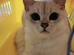 -糯米喵星人总部直营旗舰店·猫舍·幼猫出售