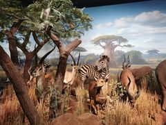 -陕西自然博物馆