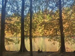 -上海海湾国家森林公园