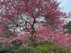 -杭州植物园