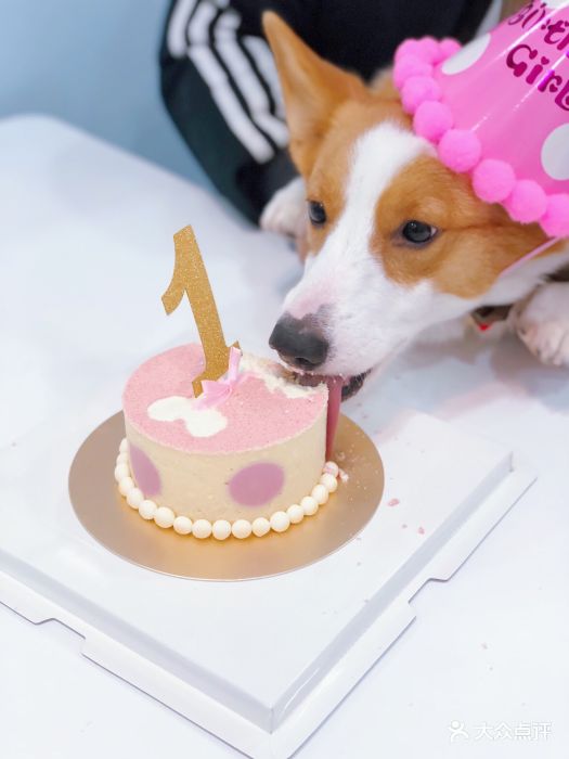 pony pet shop 小马儿宠物生日蛋糕图片 - 第679张