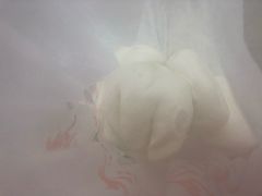 -袁大头包子(光华路店)