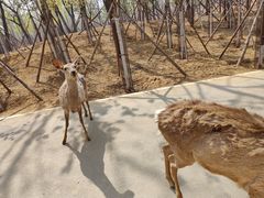 -秦皇岛野生动物园