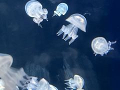 -海合安天津极地海洋公园