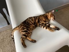 -泰国佛·塔罗·泰牌狐仙古曼