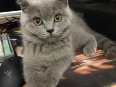 -lincat·猫舍(广州店)