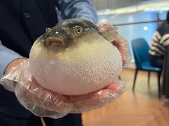 -肆月河豚·新淮扬(金融街店)