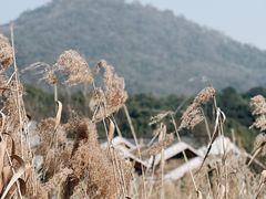 -西湖风景区-江洋畈生态公园