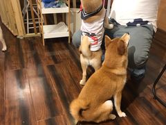 -豆柴町-柴犬主题狗咖(红鼎国际C座店)