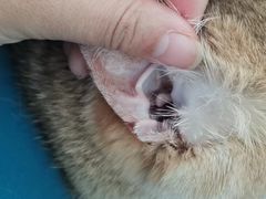 -嘉馨宠物医院·CT影像转诊·心脏科·犬猫全科诊疗中心(下沙大学城院区)