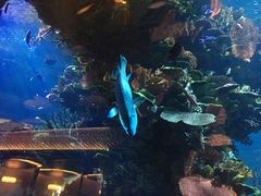 景观位-迪拜帆船酒店海底餐厅