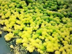 -桤木河湿地公园