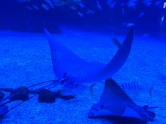 -烟台海昌鲸鲨海洋公园