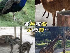 -深圳野生动物园
