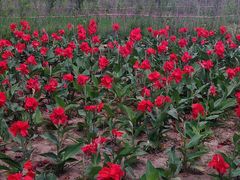 -北纬44度·金珠花海休闲农业旅游景区