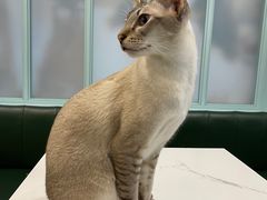 -安格丽娜·狗咖·猫咖羊驼咖(春熙路百盛商场店)