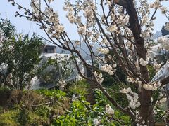 -樱桃山旅游景区