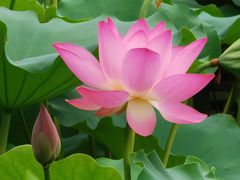 -荔湾湖公园