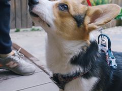 -多乐狗狗宠物训练工作室