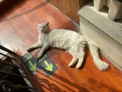 -猫小院猫主题咖啡厅(北锣店)