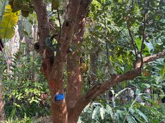 -中国科学院西双版纳热带植物园