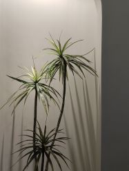 -VE专注问题肌·赛诺龙&科学美肤中心