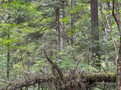 -五营红松林海景区