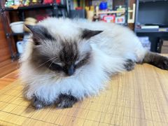 -楼上猫咖(罗湖店)