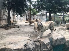 -灵玲国际马戏城