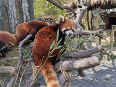 -常州淹城野生动物世界