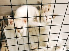 -平行世界·猫咖(首经贸店)