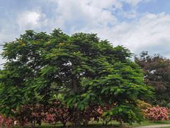 -中国科学院西双版纳热带植物园