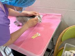 -北京观赏动物医院·24小时大型综合·猫专科·异宠专科