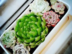 -双季花艺园艺市场(浦东店)