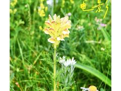 -成都南湖公园