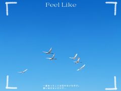 -烟墩角天鹅湖