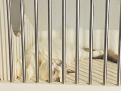 -东方名猫馆·英短金渐层布偶猫舍(环线广场1号楼店)