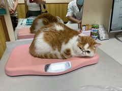 -瑞派宠物医院·24h·骨外科·皮肤科·全科宠物医疗转诊中心(沈阳浑南院)