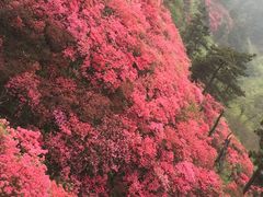 -木兰云雾山